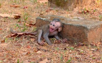 Tiny Monkey Cries for Its Mother in a Moment Caught on Camera