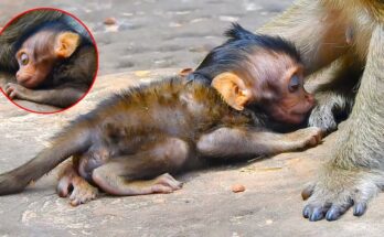 A Tiny Monkey Clings to Life After Injury Leaves It Unable to Nurse