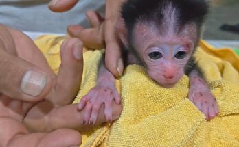 Injured Newborn Monkey Found With Wounds on Both Hands