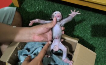 Newborn Monkey Gets a Second Chance After Remarkable Rescue