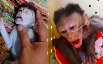 Injured Monkey Gets a Second Chance at Life After Rescue