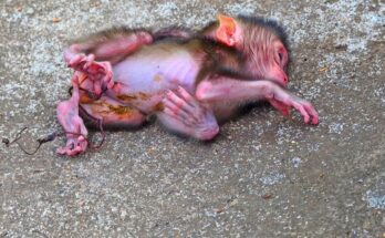 A Mother Monkey's Struggle With Her Newborn Captivates Viewers