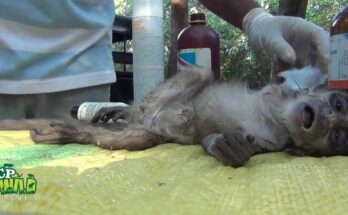 A Wounded Baby Monkey Finds Help in the Sri Lankan Wild