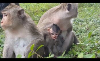 Baby Monkey Found With Serious Facial Injuries in the Wild